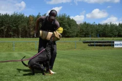 Dobrman - štěňata s PP, možnost rezervace