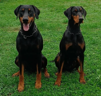 Dobrman - štěňata s PP, možnost rezervace