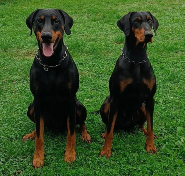 Dobrman - štěňata s PP, možnost rezervace