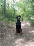 Dobrman - štěňata s PP, možnost rezervace