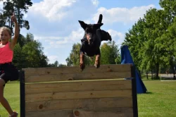 Dobrman - štěňata s PP, možnost rezervace