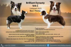 Štěňátka border kolie s PP