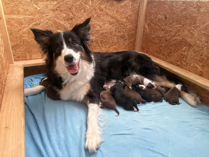 Štěňátka border kolie s PP