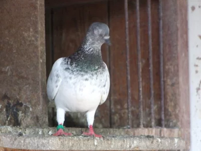 budapeštský a rumunský rejdič