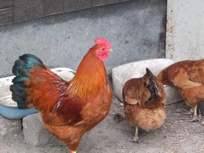 zakrslé hempšírky