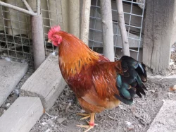 zakrslé hempšírky