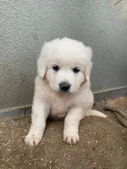 Prodám štěňata Slovenského čuvače