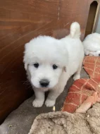 Prodám štěňata Slovenského čuvače