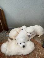 Prodám štěňata Slovenského čuvače