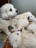 Prodám štěňata Slovenského čuvače