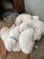 Prodám štěňata Slovenského čuvače