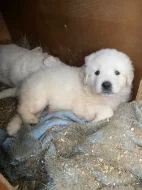 Prodám štěňata Slovenského čuvače