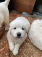 Prodám štěňata Slovenského čuvače