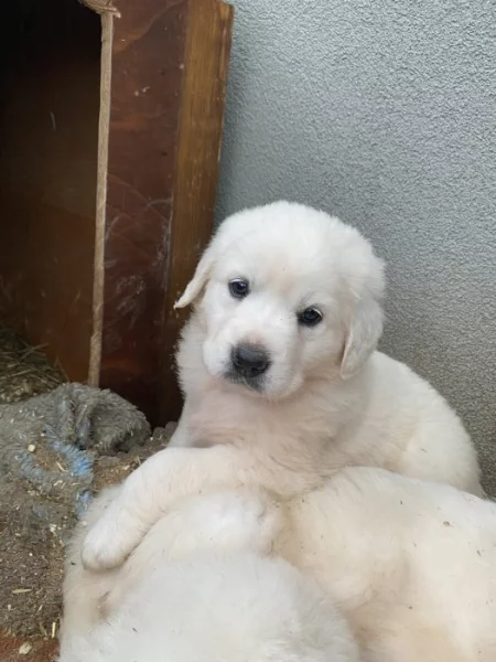 Prodám štěňata Slovenského čuvače