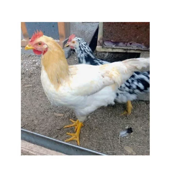 Kohout od vajíčka vychovaný 32 týdnů starý až 5ks