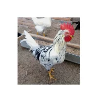 Kohout od vajíčka vychovaný 32 týdnů starý až 5ks