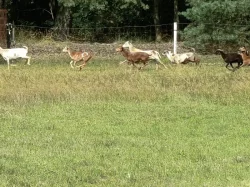 Ovce březí kamerunské