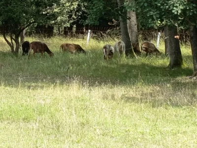 Ovce březí kamerunské