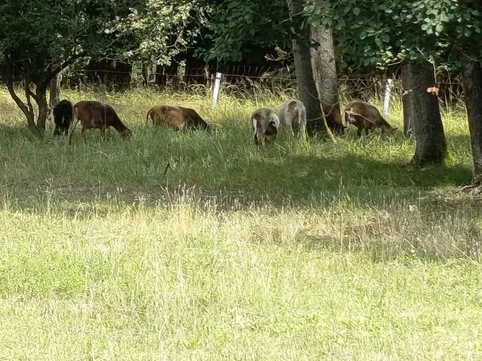 Ovce březí kamerunské