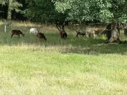 Ovce březí kamerunské