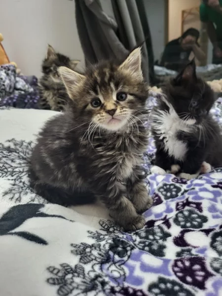 Mainská mývalí koťátka bez pp