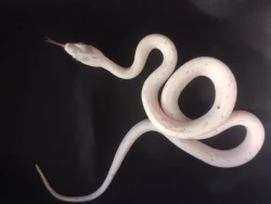 Užovka červená palmetto