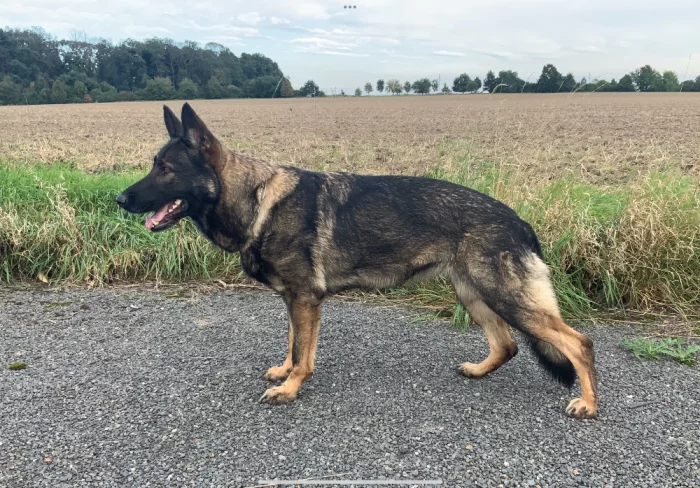 Německý ovčák - štěňata s PP