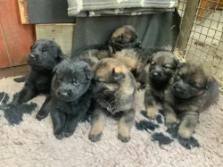 Německý ovčák - štěňata s PP
