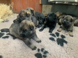 Německý ovčák - štěňata s PP