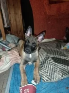 ChS nabízí štěňátka Belgického ovčáka malinoise