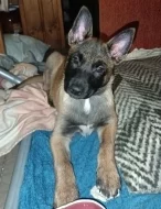 ChS nabízí štěňátka Belgického ovčáka malinoise