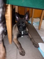 ChS nabízí štěňátka Belgického ovčáka malinoise