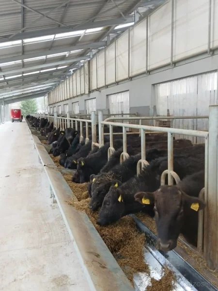 Prodej živého dobytka Wagyu – do chovu i na maso | Slovensko