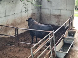 Prodej živého dobytka Wagyu – do chovu i na maso | Slovensko