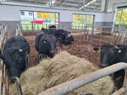 Prodej živého dobytka Wagyu – do chovu i na maso | Slovensko