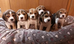 Bígl štěňátka s PP