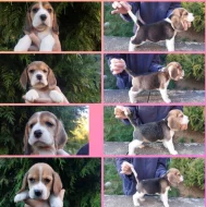 Bígl štěňátka s PP