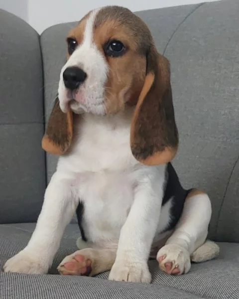 Bígl štěňátka s PP