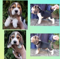 Bígl štěňátka s PP