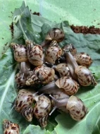 Oblovka síťkovaná (Lissachatina reticulata) 🐌