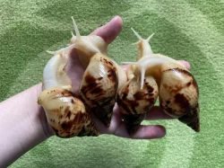 Oblovka síťkovaná (Lissachatina reticulata) 🐌