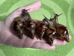 Oblovka síťkovaná (Lissachatina reticulata) 🐌