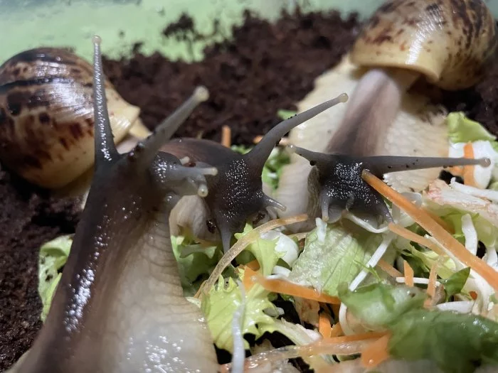 Oblovka síťkovaná (Lissachatina reticulata) 🐌