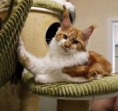 Mainská mývalí s PP