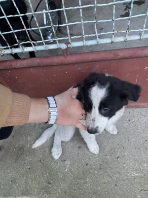 Křiženec středního vzrustu