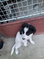 Křiženec středního vzrustu