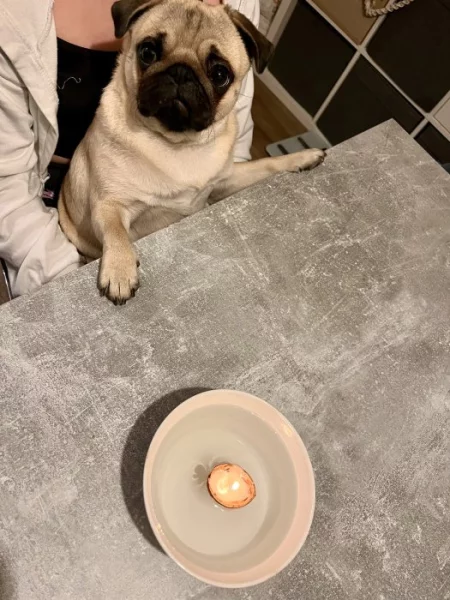 Koupim fenecku mopse