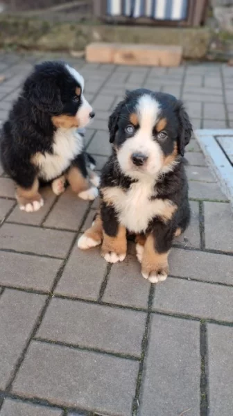 Bernský salašnický pes štěňata bez PP