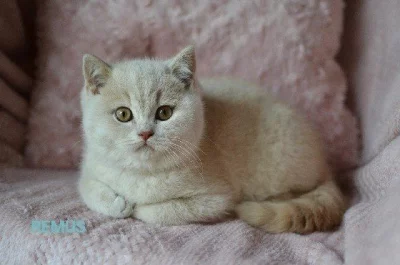 Britský kocourek s PP