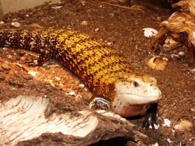 Tilikva obrovská (Tiliqua gigas) Ceram